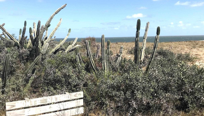 La Comarca Del Mono -  De Los Visitantes - Sauce de Portezuelo