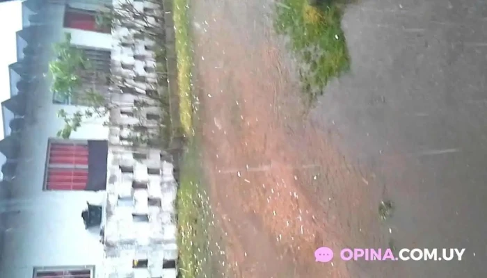 La Decana -  Videos - Montevideo