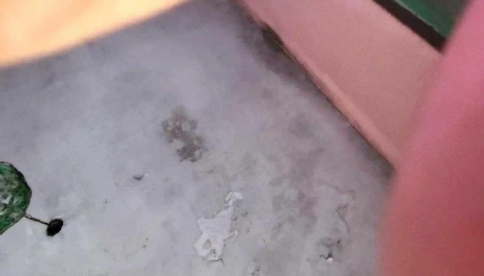 La Feliche -  Videos - Montevideo