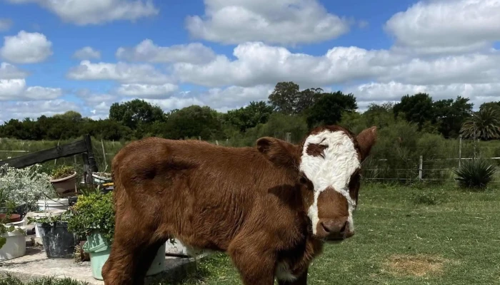 La Herradura Spanish School Montevideo -  Como Llegar - Montevideo