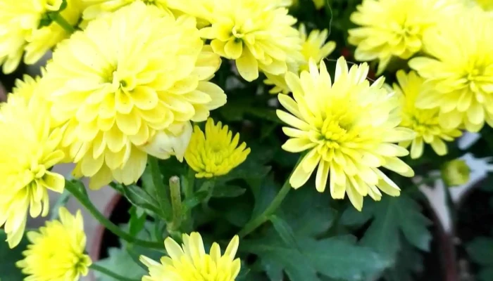 La Huerta De Juanita -  Del Propietario - Paysandú