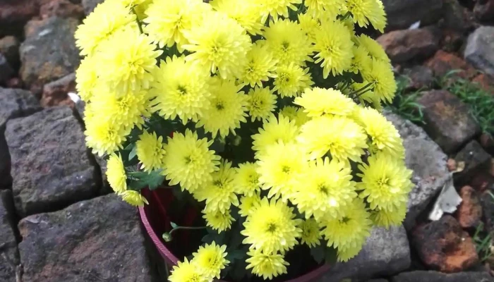 La Huerta De Juanita -  Precios - Paysandú