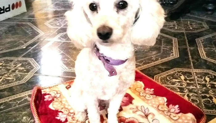 La Mascota Pet Shop - 40000 Rivera