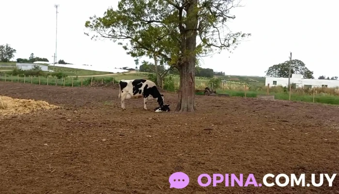 La Oportunidad -  Ganado Vacuno - Cardal