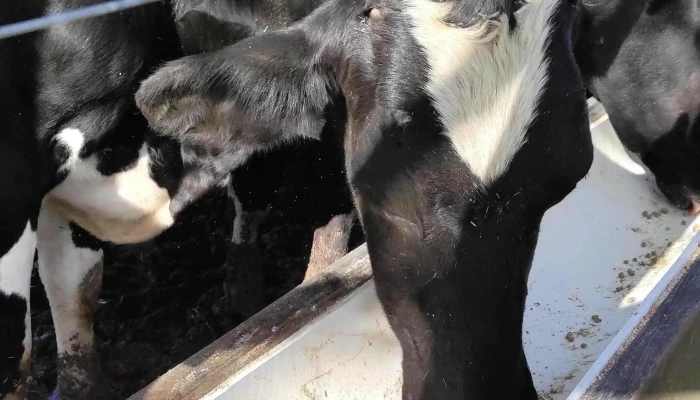 La Oportunidad -  Instagram - Cardal