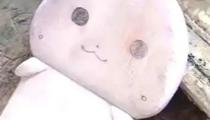 La Pizzeria Videos - Salto