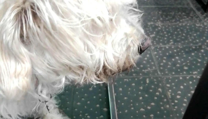 La Ruta Del Sabor -  Comentario 5 - Salto