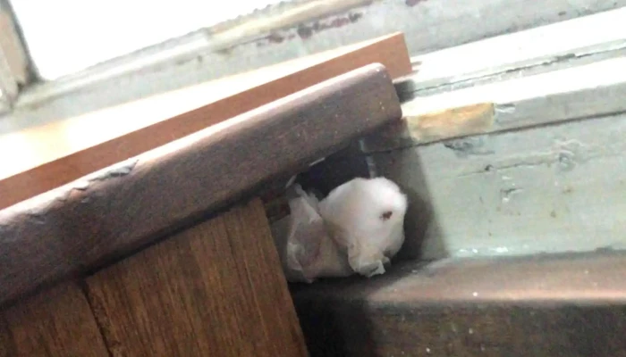 Laboratorios Unidos -  Promocion - Montevideo