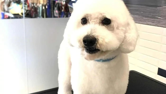 Laika - 11600 Montevideo