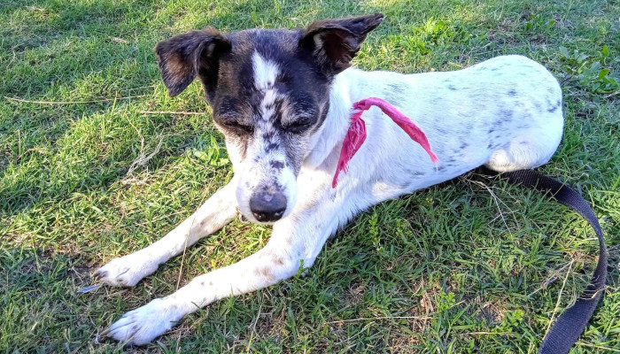 Laika | Buceo - 11600 Montevideo