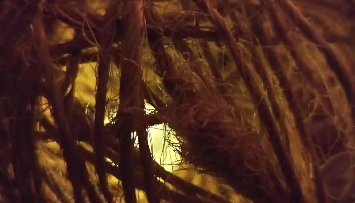 Las Pintas Bar -  Comidas Y Bebidas - Treinta y Tres