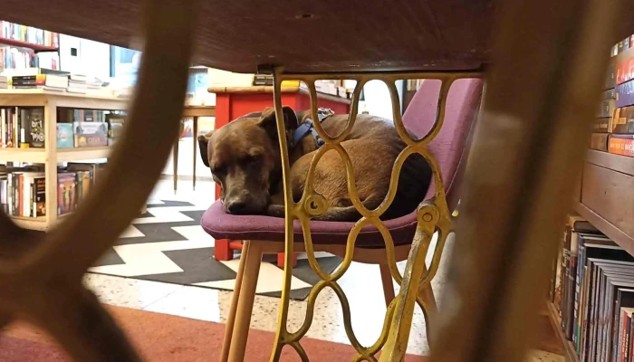 Libreria Los Miserables Estante De Libros - Montevideo