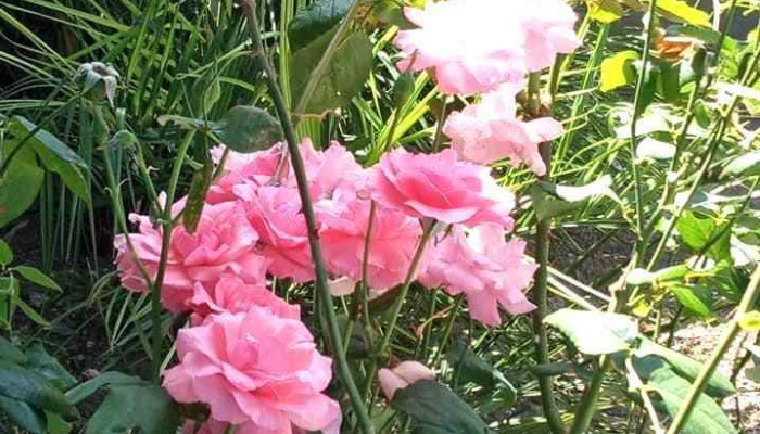 Liceo Aletheia - Maldonado