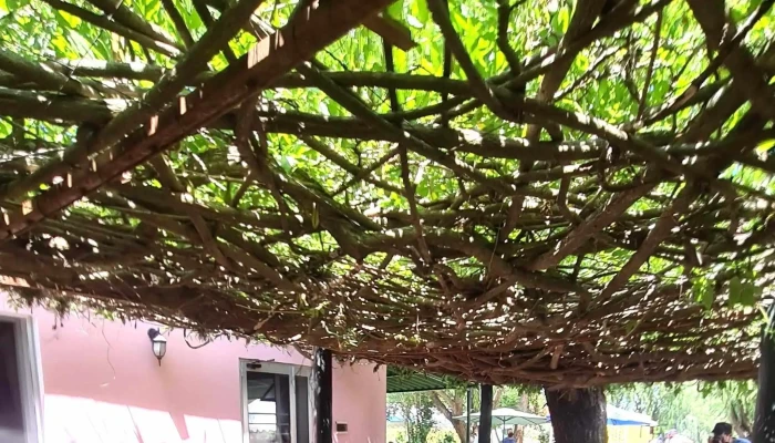 Lo De Manzzi -  Comentario 7 - Tacuarembó