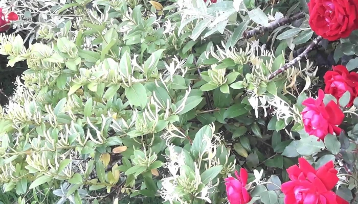 Lo De Santi Pizzas Ex Bar Orlando Comentario 3 - Montevideo