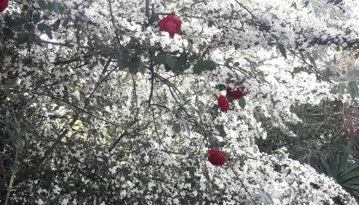 Lo De Santi Pizzas Ex Bar Orlando Comentario 4 - Montevideo