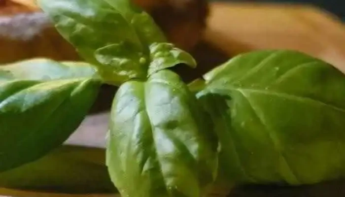 Lola Del Propietario - Lascano