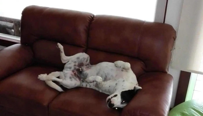 Lomas De La Tahona -  Habitaciones - Gral. Líber Seregni