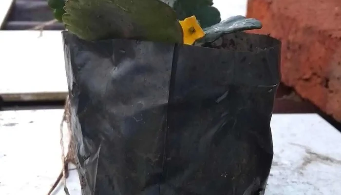 Lostatas - 90000 Canelones