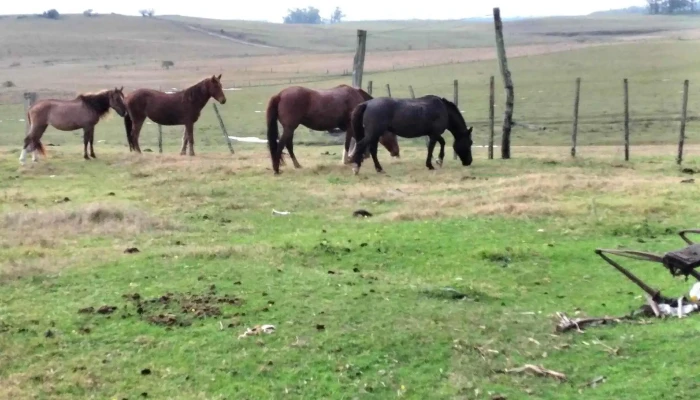 Lujan Tacuarembó Uruguay - Tacuarembó