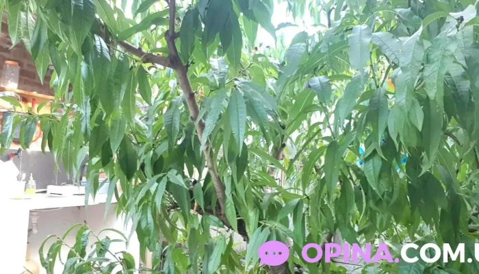 Lunas Del Bosque -  De Los Visitantes - La Paloma