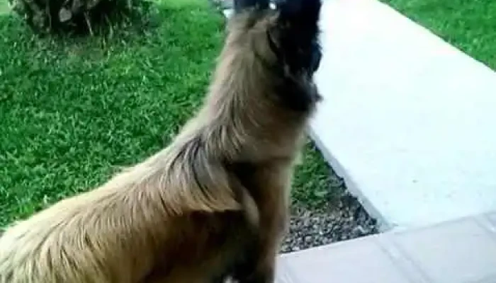 Macalusos Restaurant Videos - Nueva Helvecia