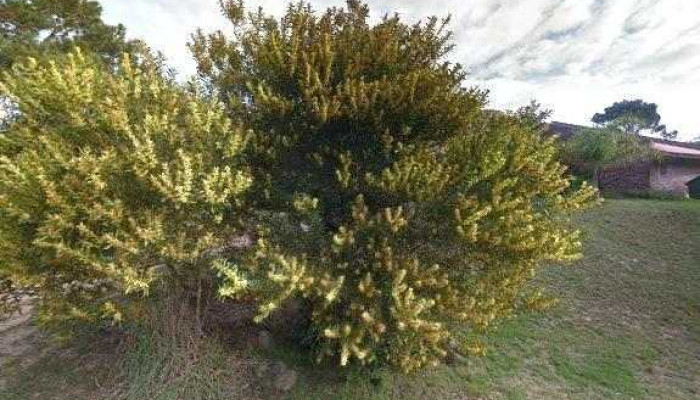 Malta Homestay -  Street View Y 360 - Arenas de José Ignacio