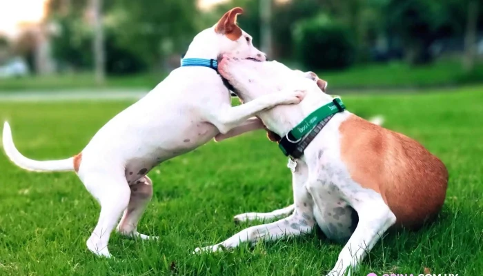 Malvin Nuevo Todo - Montevideo