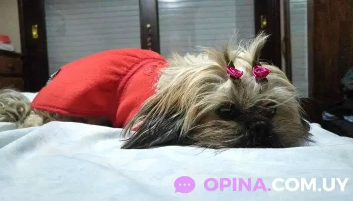 Mascoquetos pelu canina - C. Pública 28