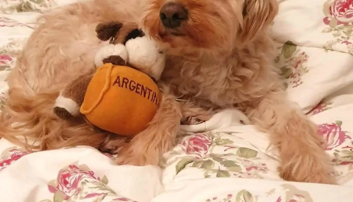 Mascotas y Cia - 11300 Montevideo