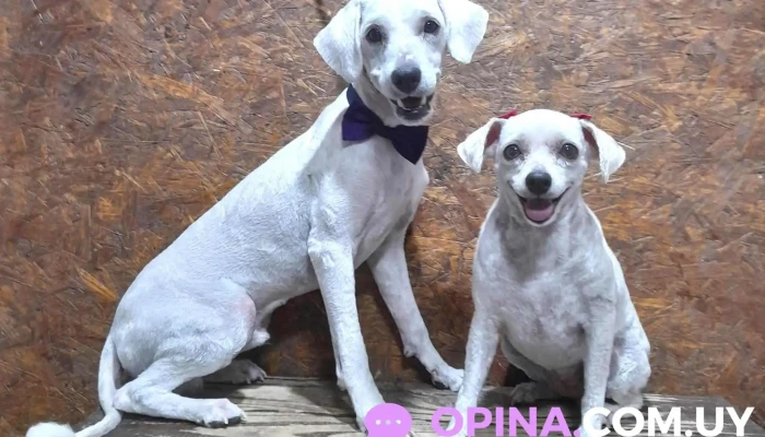 Max Peluquería Canina - Departamento De Paysandú