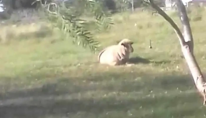 Megal Canelones - 90000 Canelones