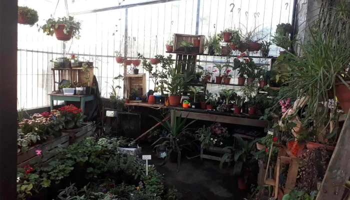 Mercado De Plantas - Uruguay