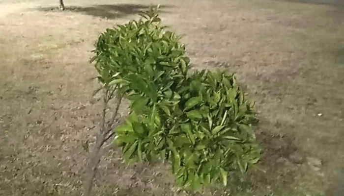 Mi Placita -  Comentario 1 - Cardona