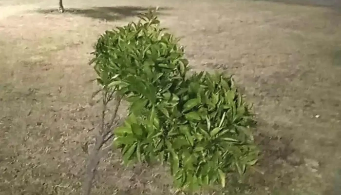 Mi Placita -  Videos - Cardona