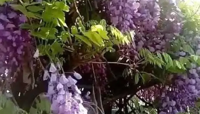 Montes -  Videos - Montes