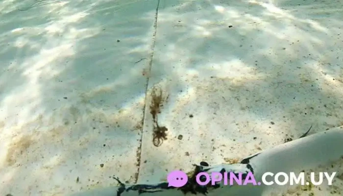 Montevideo Diving School -    Escuela De Buceo Padi Y Ssi Del Propietario - Montevideo