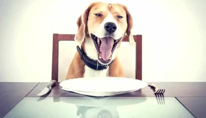 Morfiperro - 11400 Montevideo