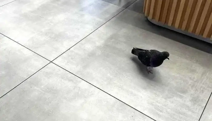 Mostaza -  Mas Recientes - Punta del Este