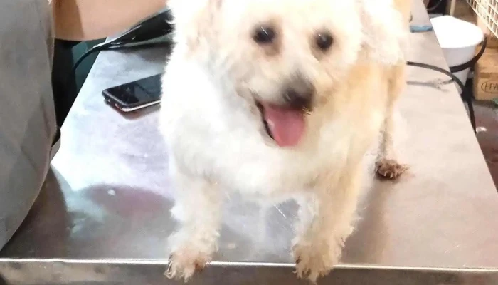 Mr Mascota - 11600 Montevideo