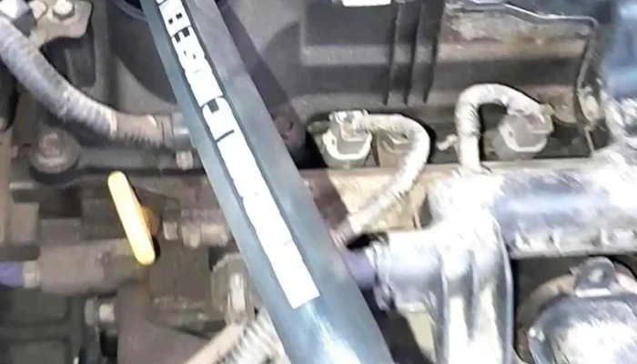 Mundo Papel Durazno -  Videos - Durazno