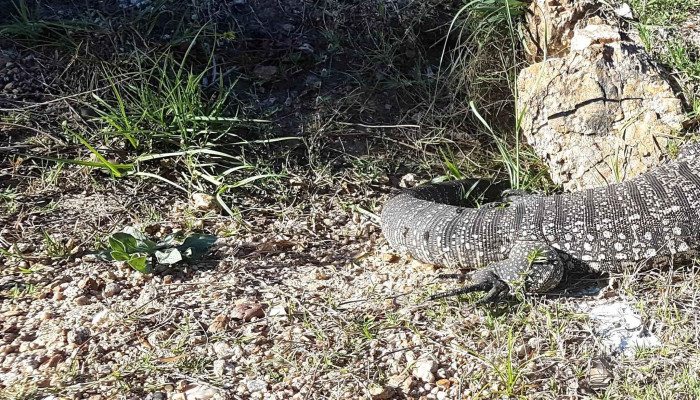 Museo Sherlock Holmes -  Comentario 2 - La Tuna
