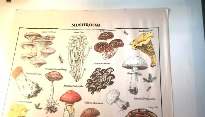 Mushroom Bar -  Menu - Montevideo