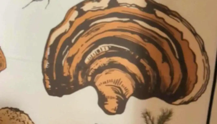 Mushroom Bar -  Videos - Montevideo