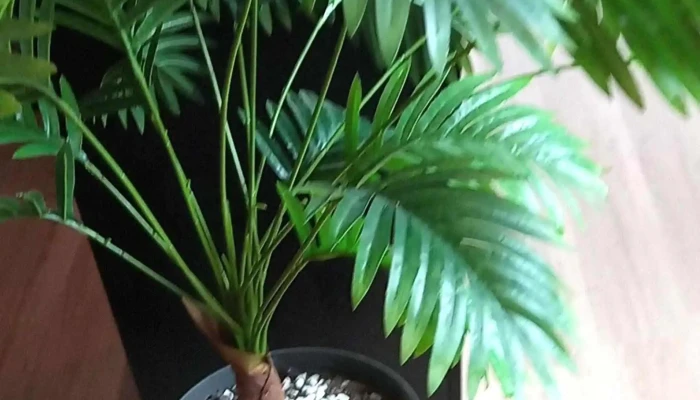 Noi Caffe Comentario 2 - Montevideo