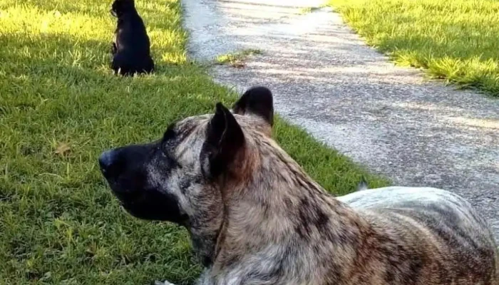 Nuevo Paris Todo - Montevideo