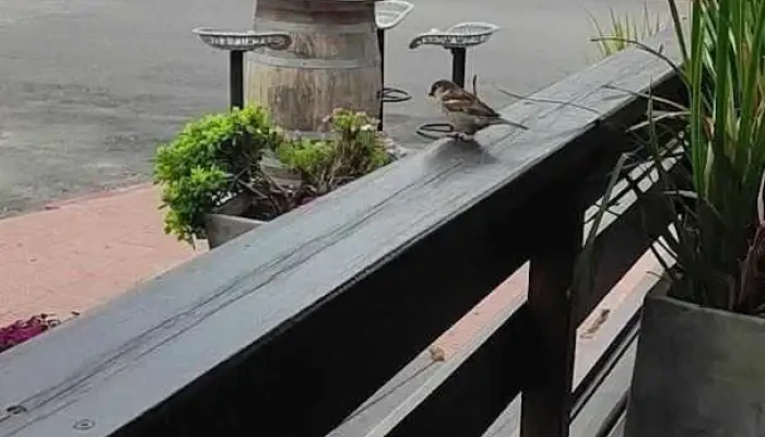 Ocho Nudos Videos - Piriápolis