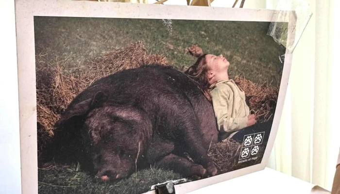 Oli Healthy Food -  Comentario 3 - Punta del Este