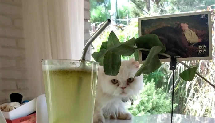 Oli Healthy Food -  Comentario 6 - Punta del Este