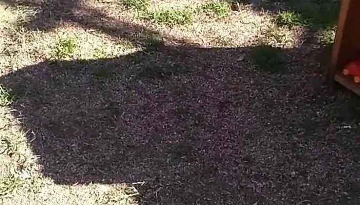 Pablon Fest -  Videos - Empalme Olmos